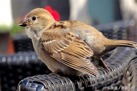 小鳥飛進家裡代表什麼|【有鳥飛進家裏】有鳥飛進家裡！破解常見迷信，揭開牠飛來的真。